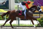 Don Inaki breaks his maiden status at start number 16 in the opening race of 2013.<br>Photo by Singapore Turf Club